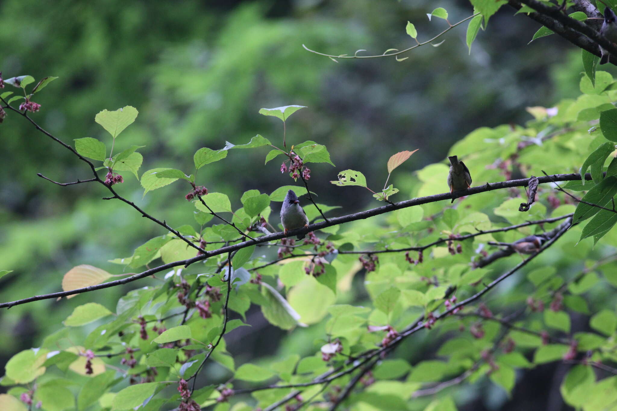 Image of Black-chinned Yuhina