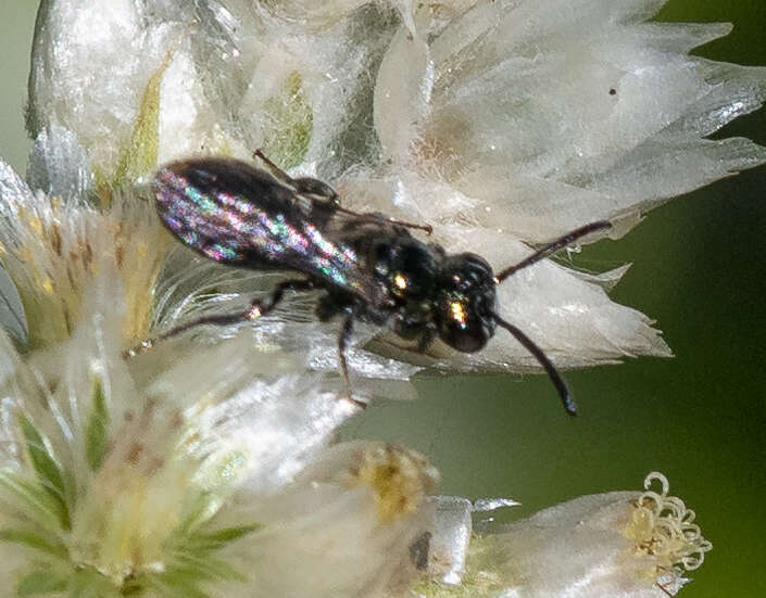 Sivun Ceratina acantha Provancher 1895 kuva