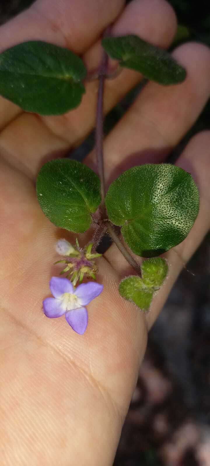 Imagem de Coccocypselum capitatum (Graham) C. B. Costa & Mamede