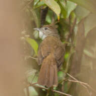 Imagem de Alophoixus ochraceus cambodianus (Delacour & Jabouille 1928)