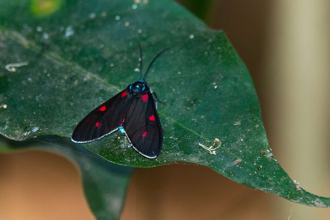 Image of Cyanopepla fastuosa Walker 1854