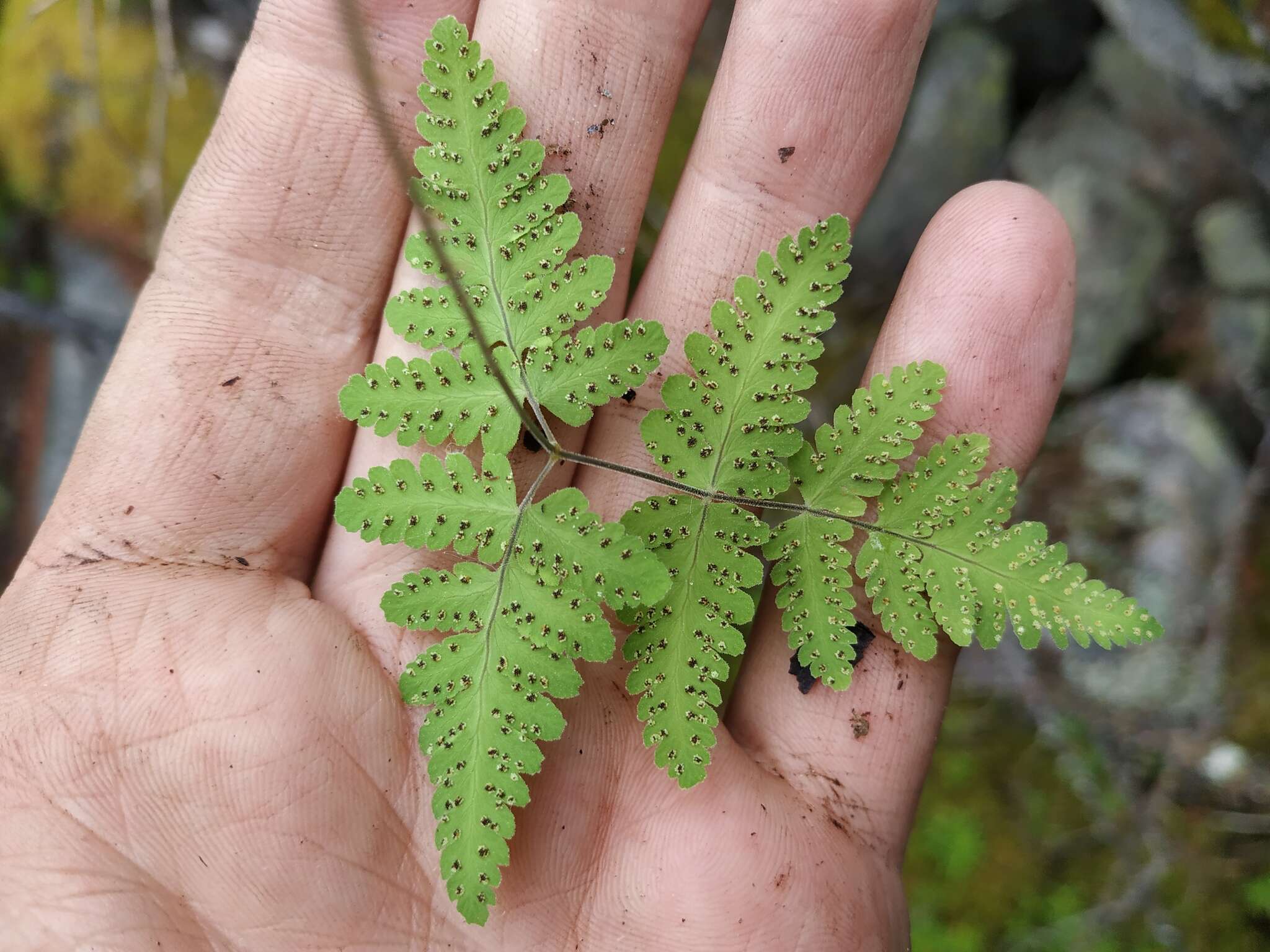 Image of Asian oakfern