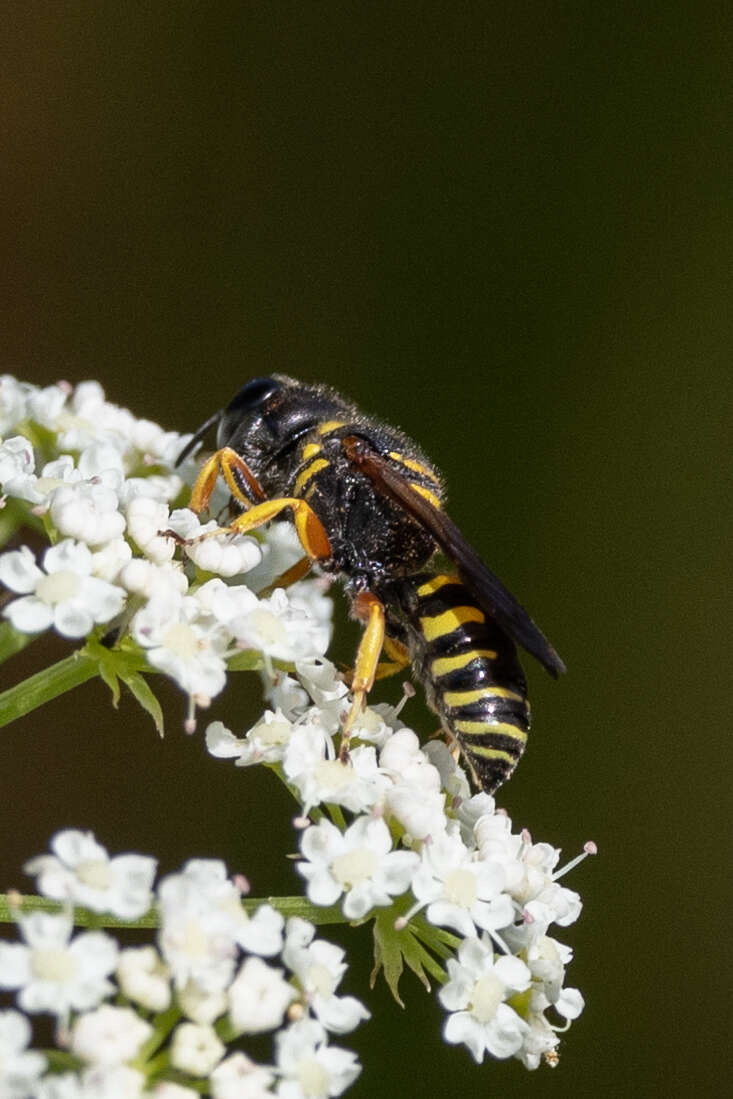 Plancia ëd Ectemnius decemmaculatus (Say 1823)