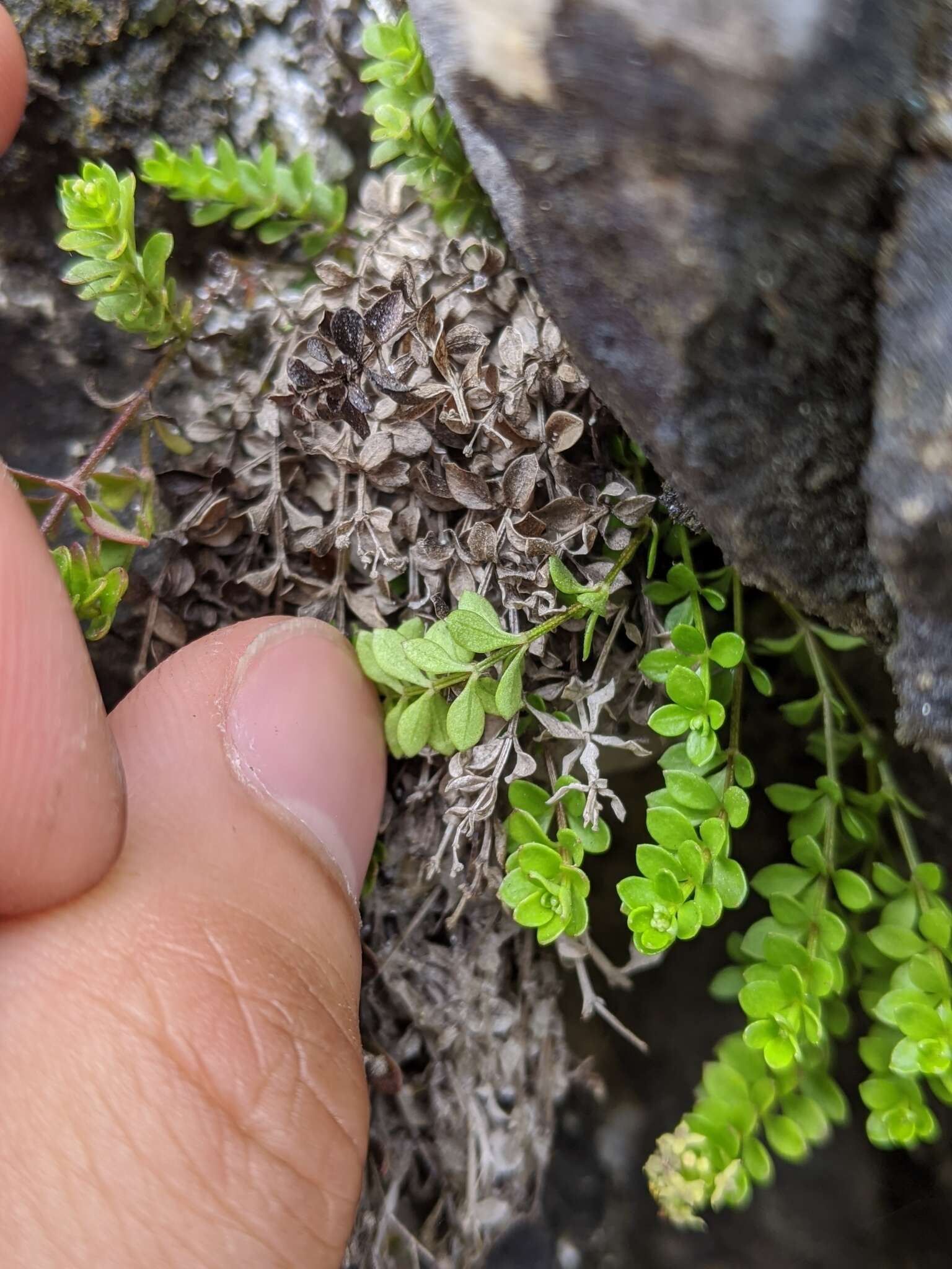 Image of Galium tarokoense Hayata