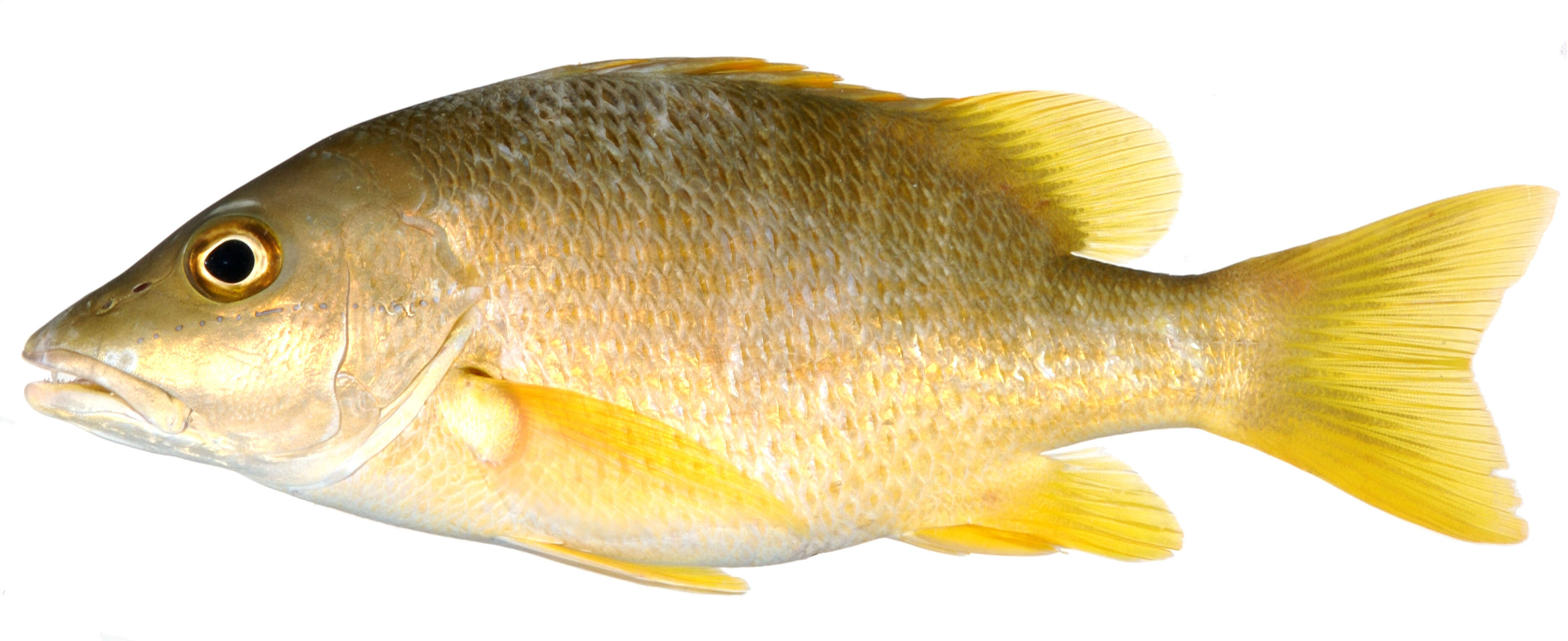 Image of Dogtooth Snapper