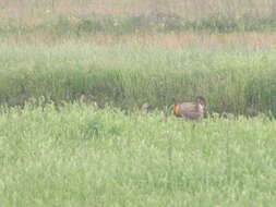 Image of Attwater's greater prairie-chicken