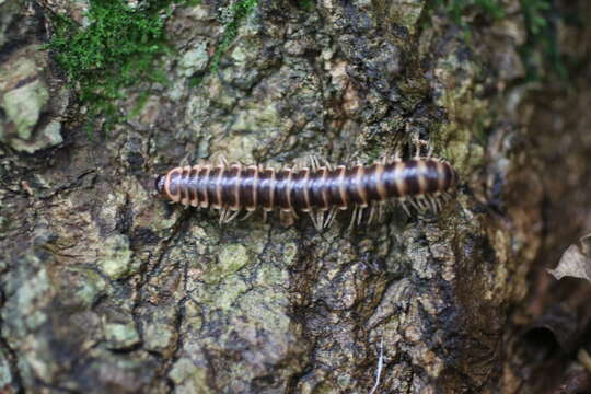 Image of Semionellus placidus (Wood 1864)