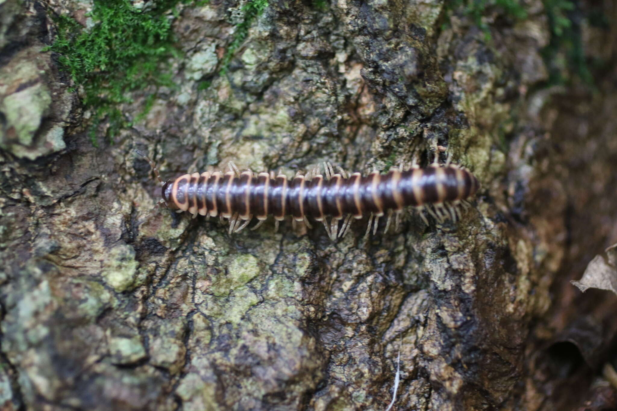 Image of Semionellus placidus (Wood 1864)