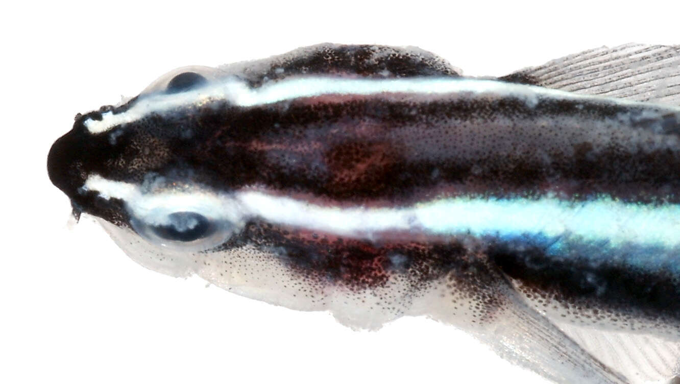 Image of Northern Neon Goby