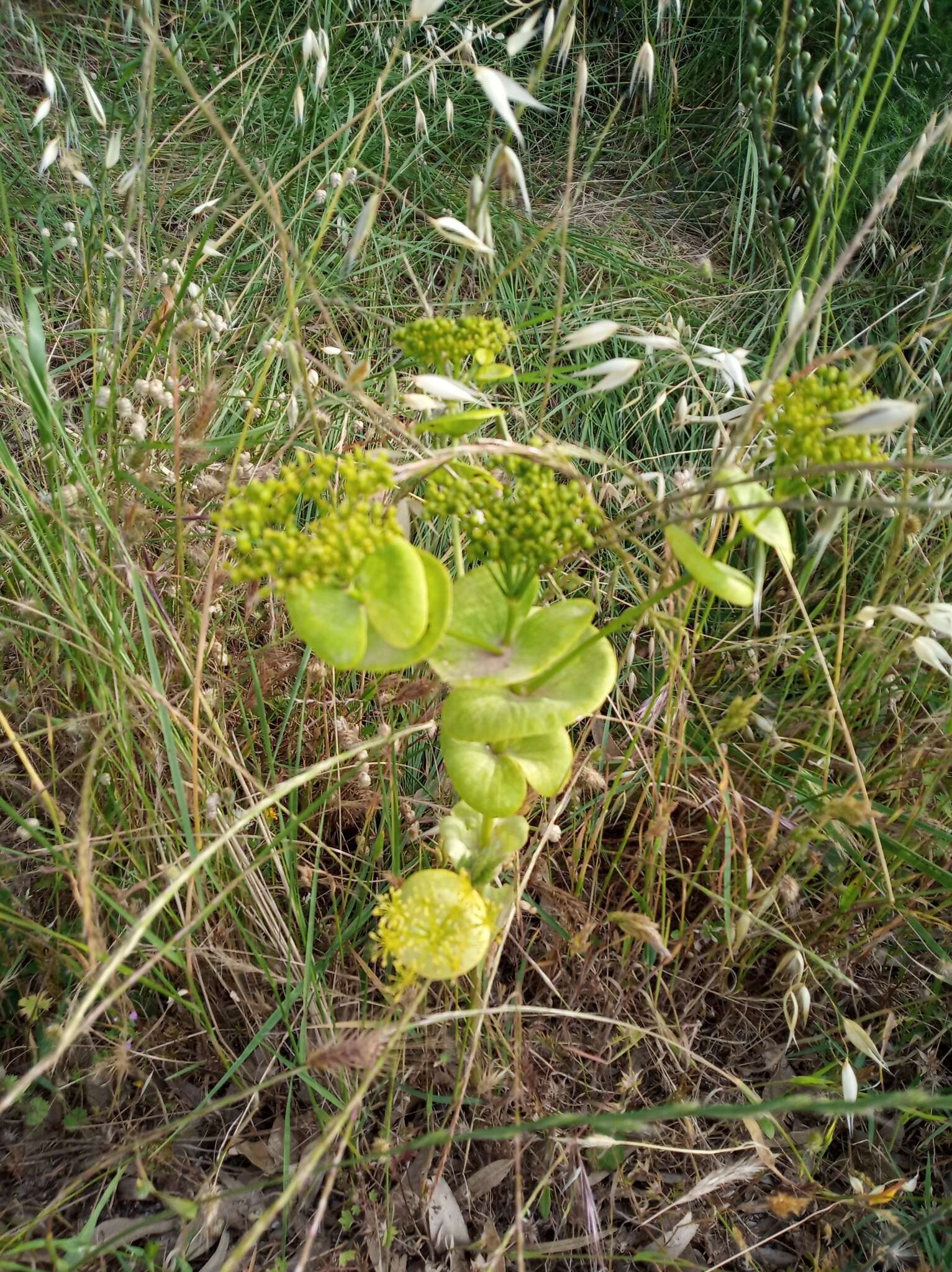 Image of Smyrnium perfoliatum subsp. rotundifolium (Mill.) Bonnier & Layens