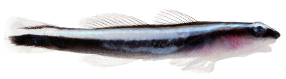 Image of Northern Neon Goby