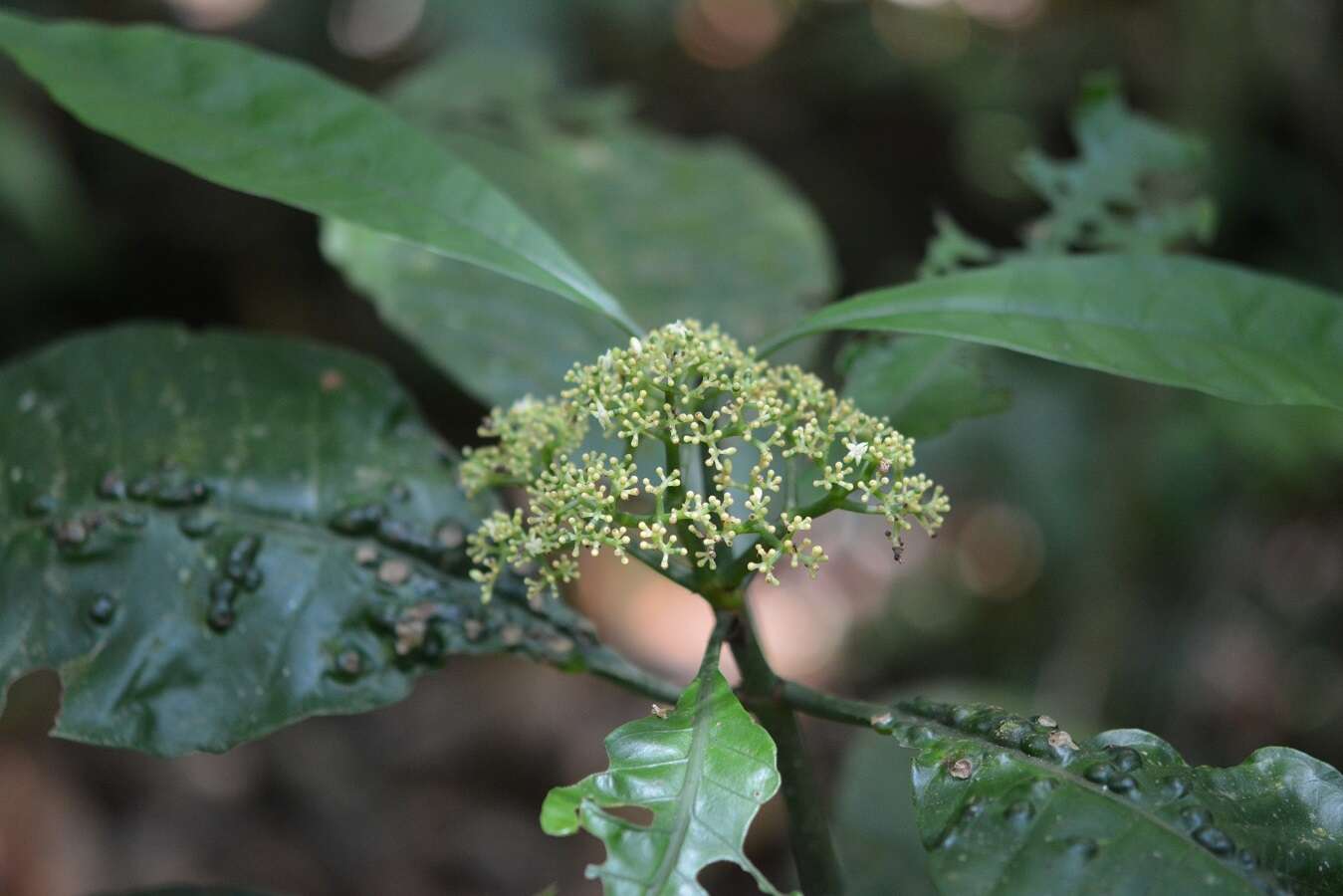 Plancia ëd Psychotria trichotoma M. Martens & Galeotti