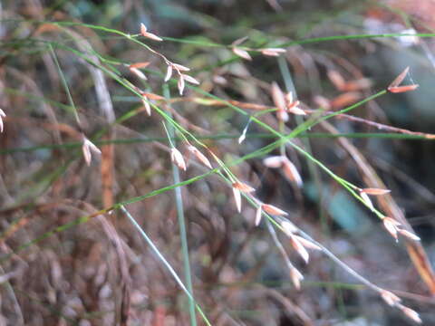 Melica uniflora Retz. resmi