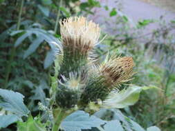 Image of Cabbage Thistle