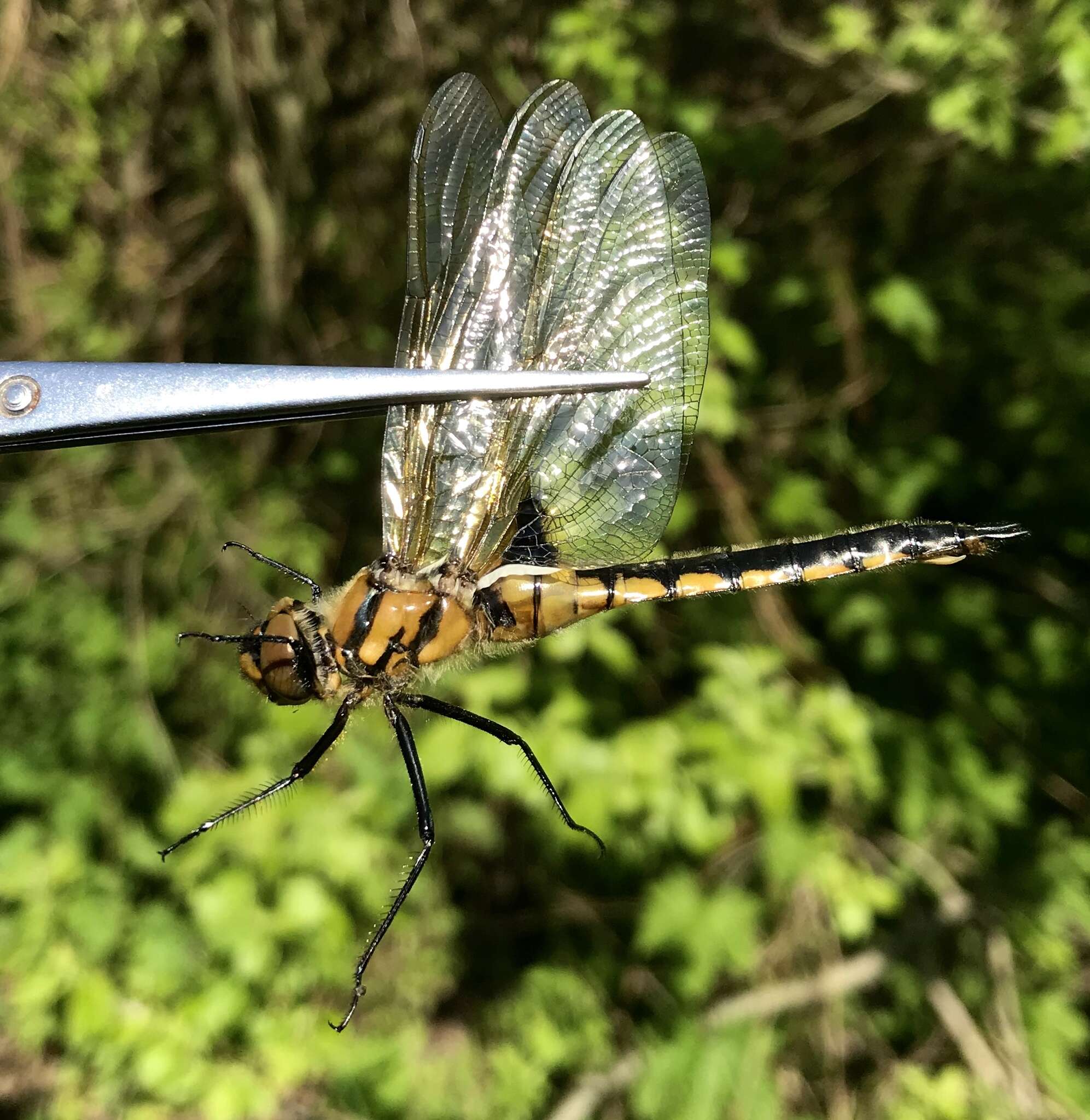 Image of eurasian baskettail