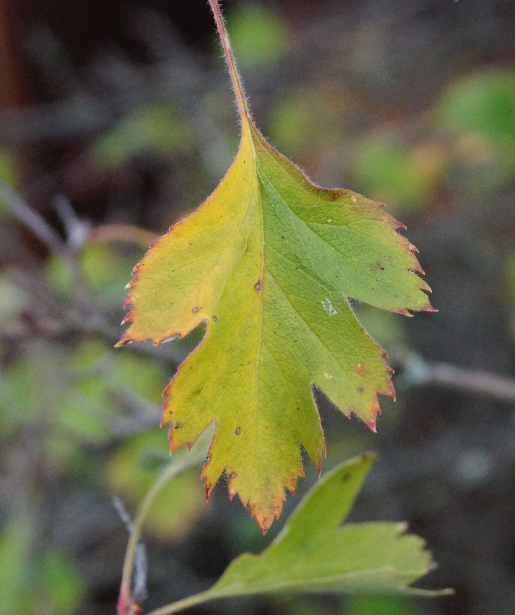 Image of Crataegus sphaenophylla Pojark.