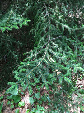 Image of red spruce