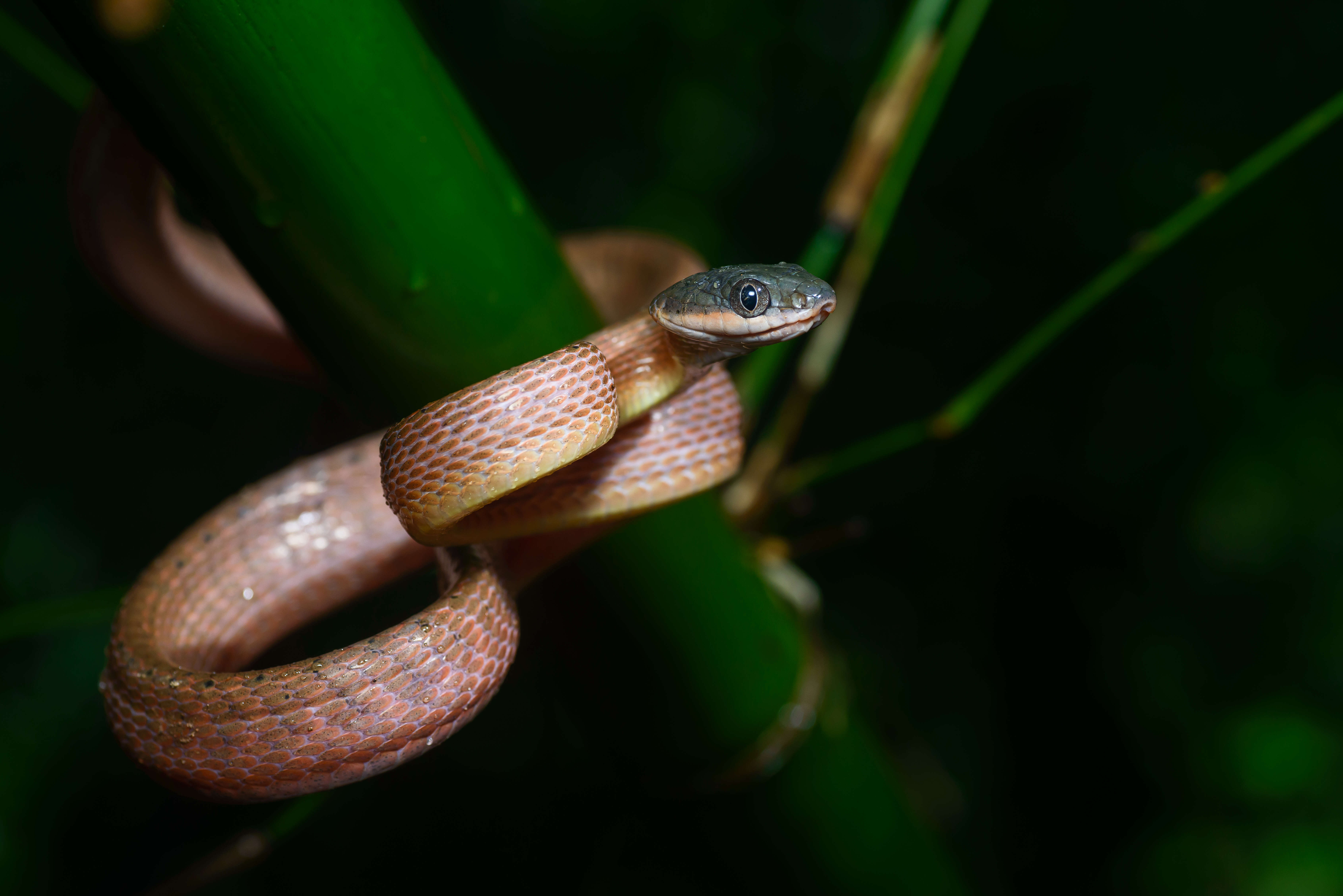 Image of Black-headed Cat Snake