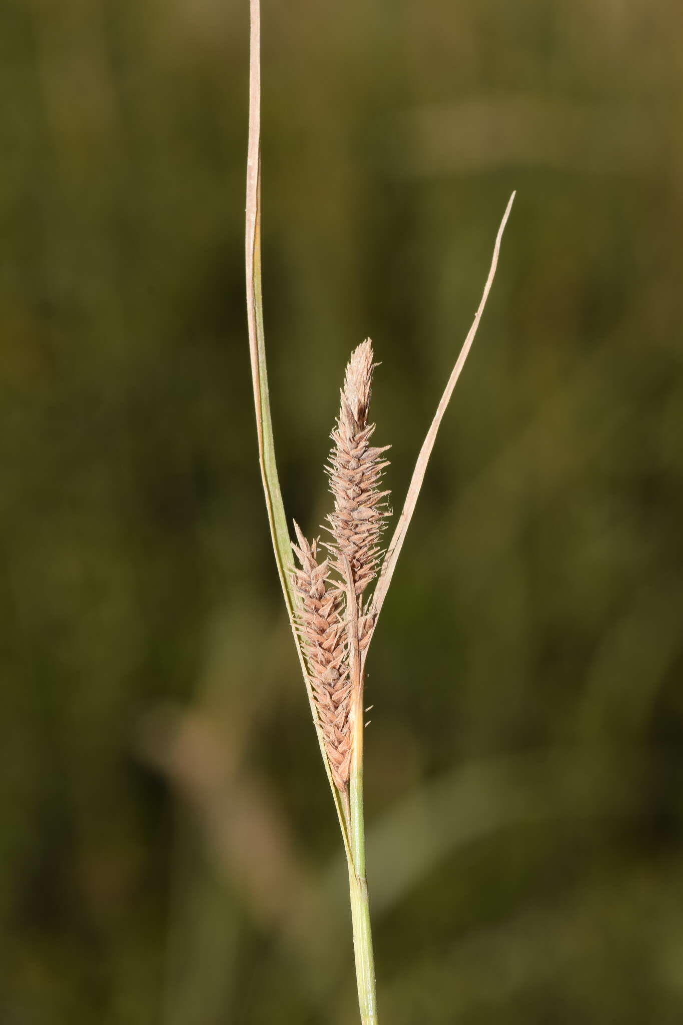 Image de Carex fuscula d'Urv.