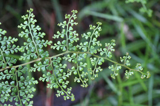 Image of thicket creepingfern