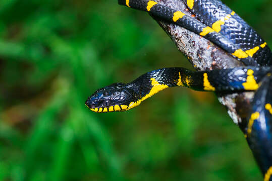 Image of Gold-ringed Cat snake