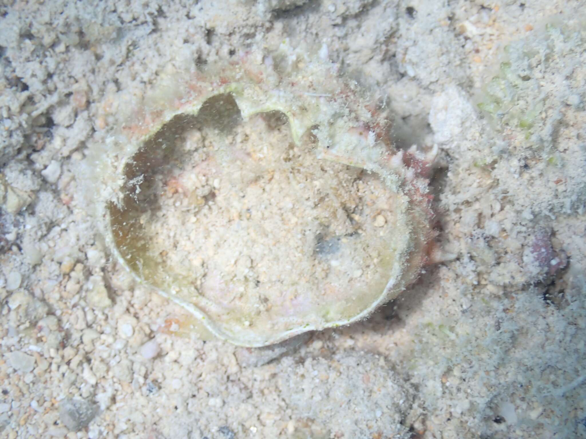 Image of coral clinging crab