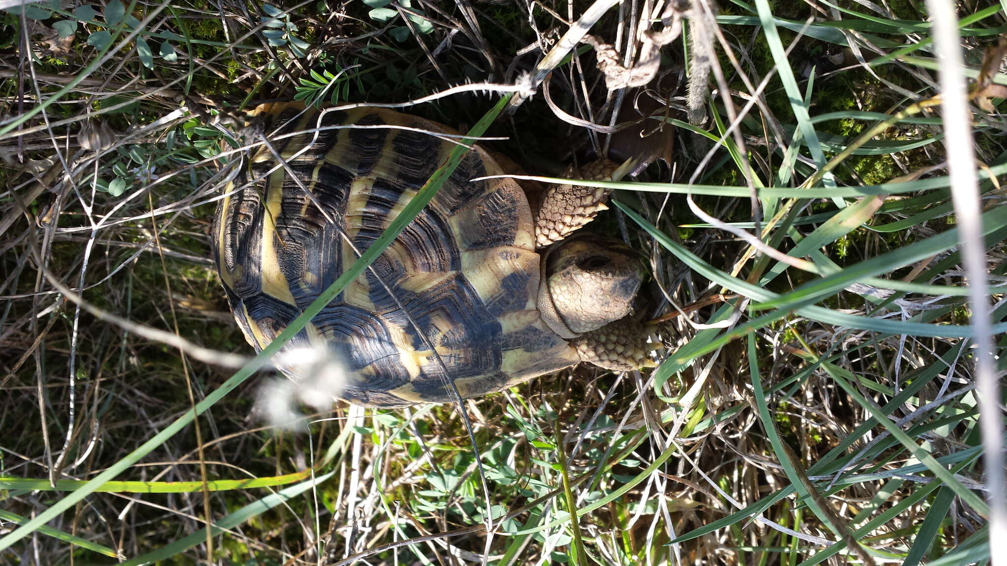 Image of Western Hermann's Tortoise