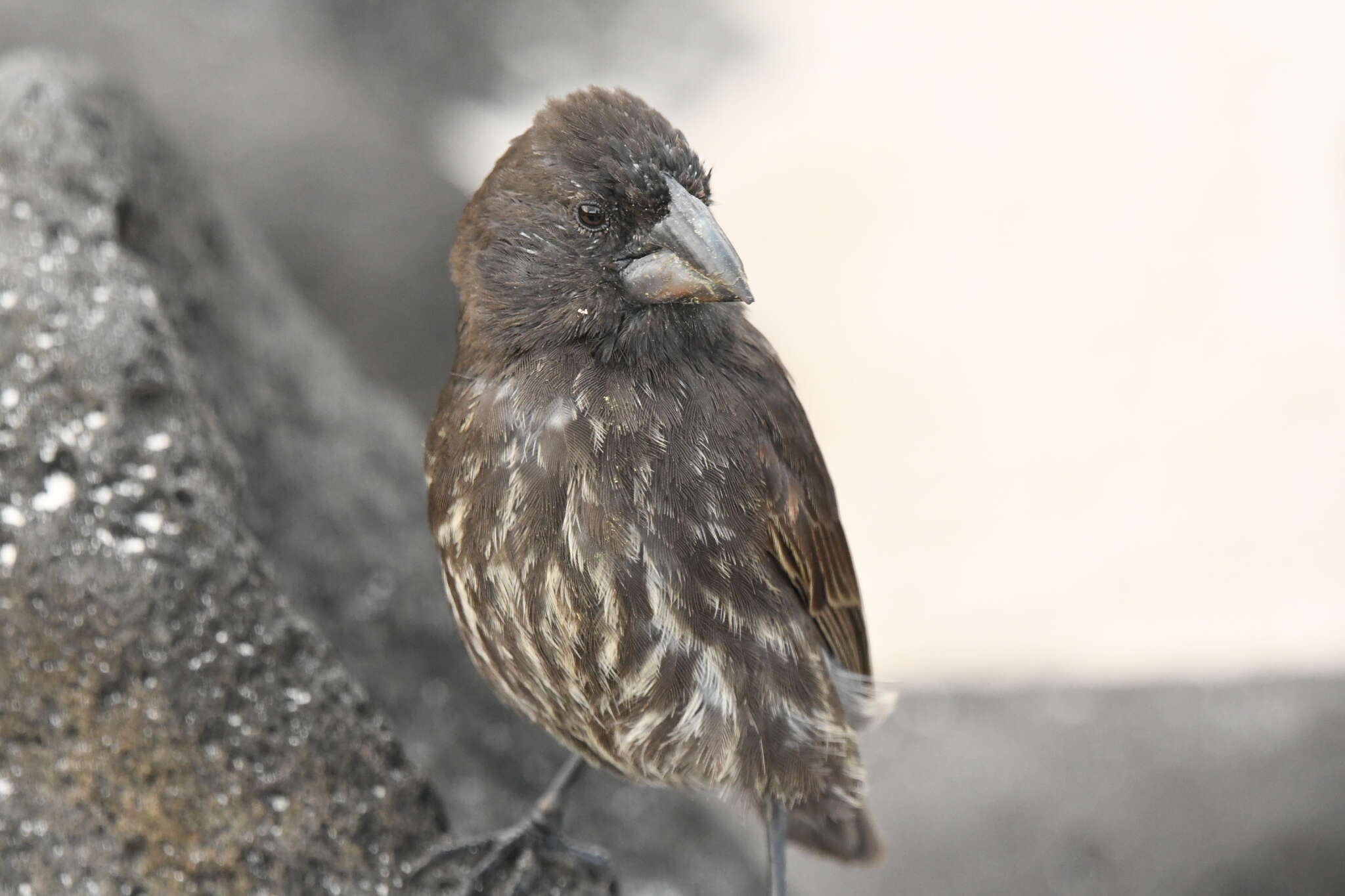 Image of Espanola Cactus Finch