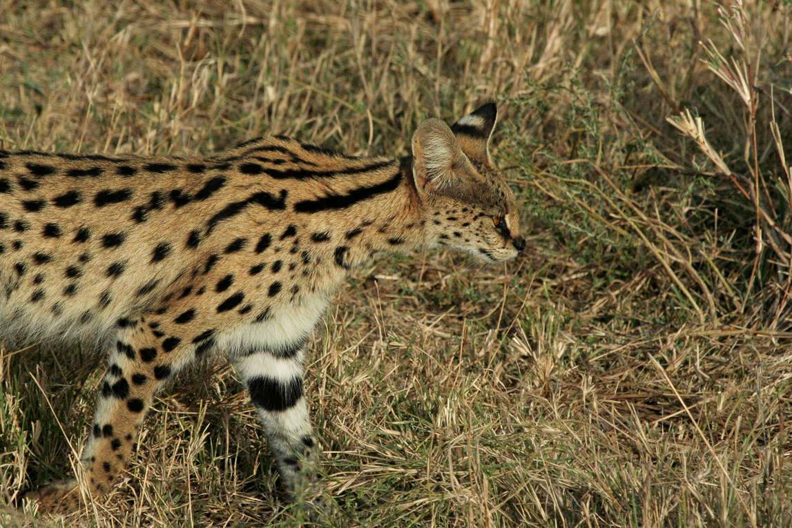 صورة Leptailurus Severtzov 1858