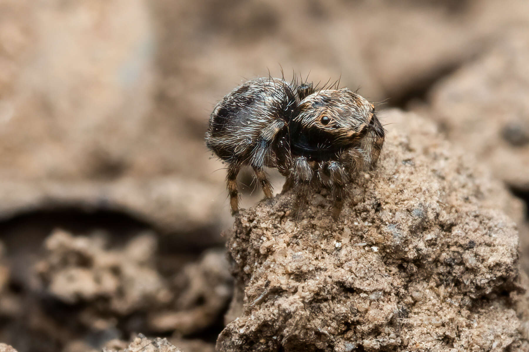 Image of Maratus fimbriatus Otto & Hill 2016