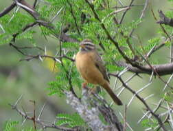 Image of Emberiza tahapisi tahapisi Smith & A 1836