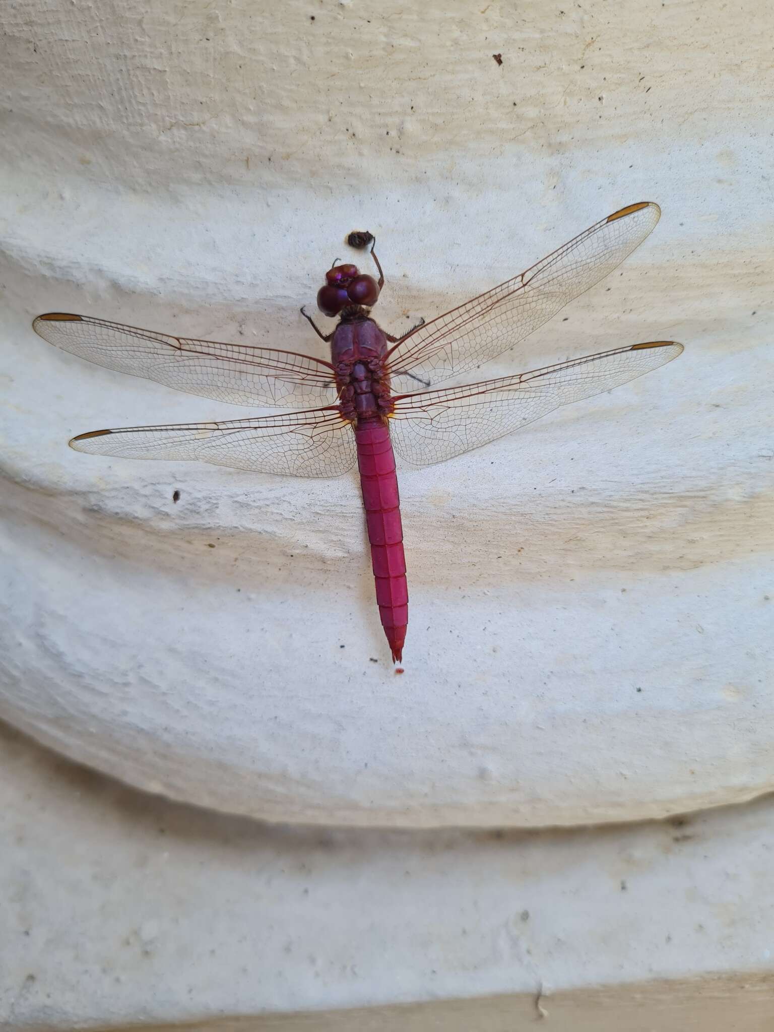 Image of Orthemis aequilibris Calvert 1909