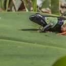 Image de Mantella madagascariensis (Grandidier 1872)