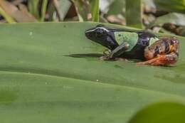 Image of Madagascan Mantella