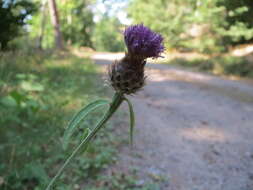 Image of spotted knapweed