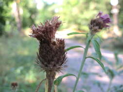 Image of spotted knapweed