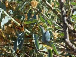 Image of Blue Bushcherry