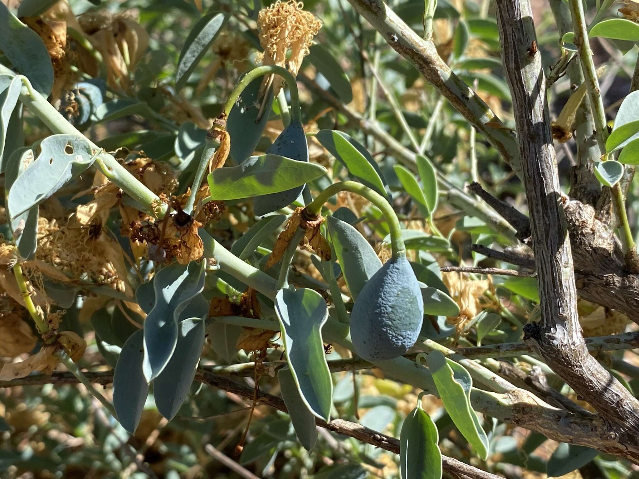 Image of Blue Bushcherry