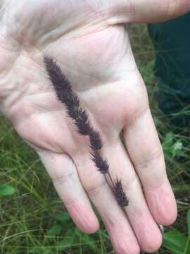 Imagem de Muhlenbergia glomerata (Willd.) Trin.