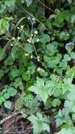 Image of Pacific Black-snakeroot