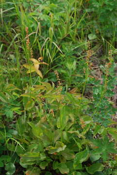 Image of Lapland Sorrel