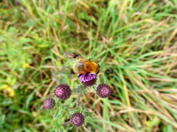 Sericomyia superbiens (Muller 1776) resmi