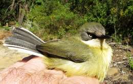 Image of Bar-throated Apalis