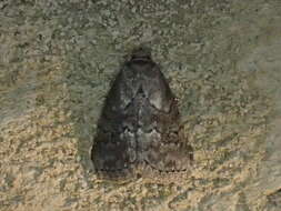 Image of White-lined Graylet