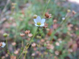 Image of purging flax, fairy flax