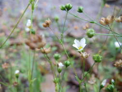 Image of purging flax, fairy flax