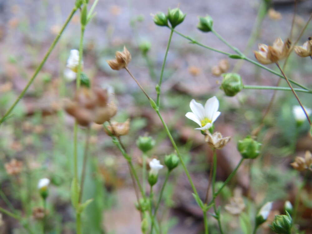 Image of purging flax, fairy flax