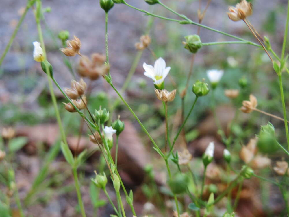 Image of purging flax, fairy flax