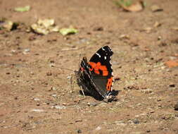 Image of Vanessa vulcania Godart 1819