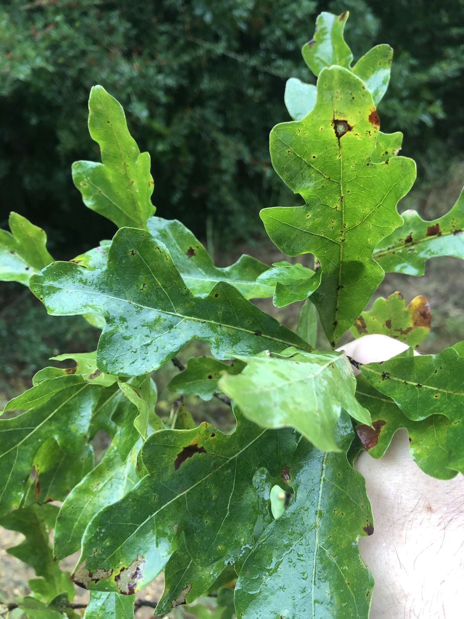 Imagem de Quercus austrina Small